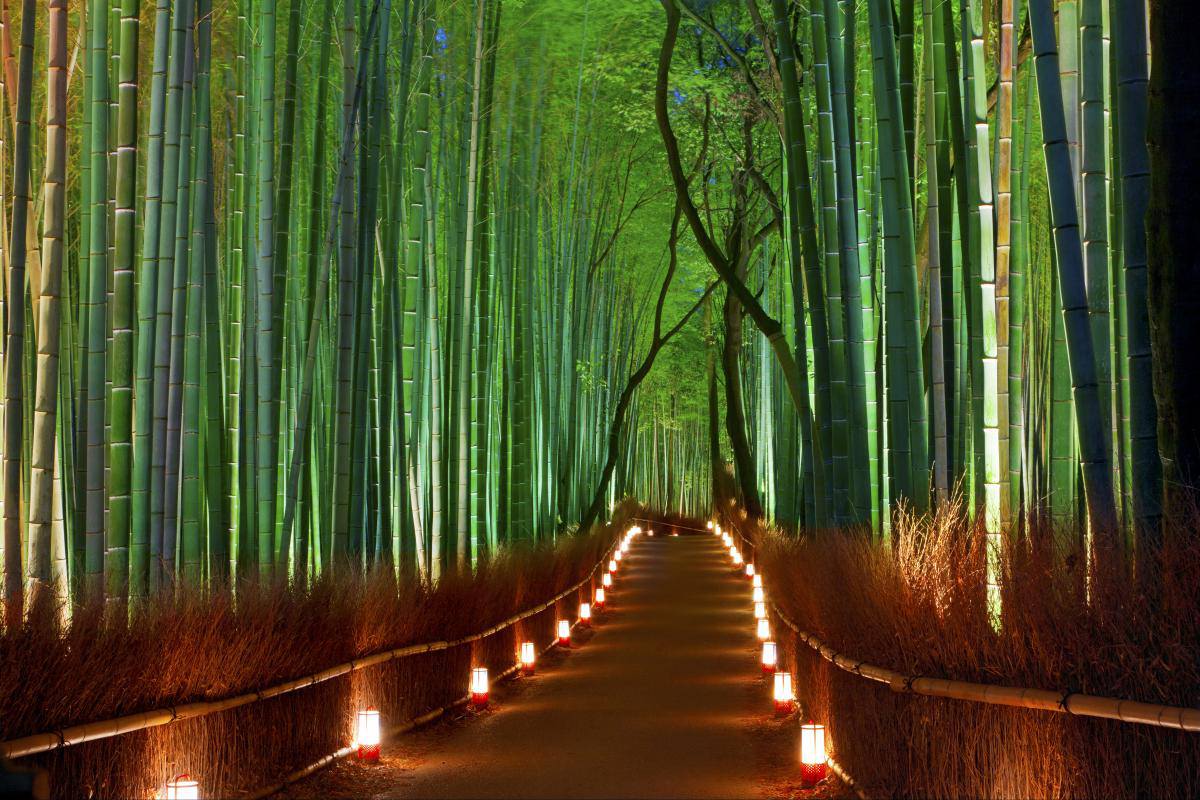 Lantern-lit path through Kyoto's bamboo forest at night, tall bamboo glowing green