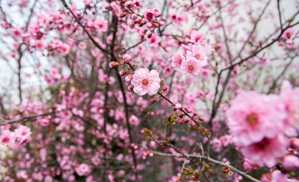 Close pink plum blossoms on branches with a soft bokeh of blooms behind
