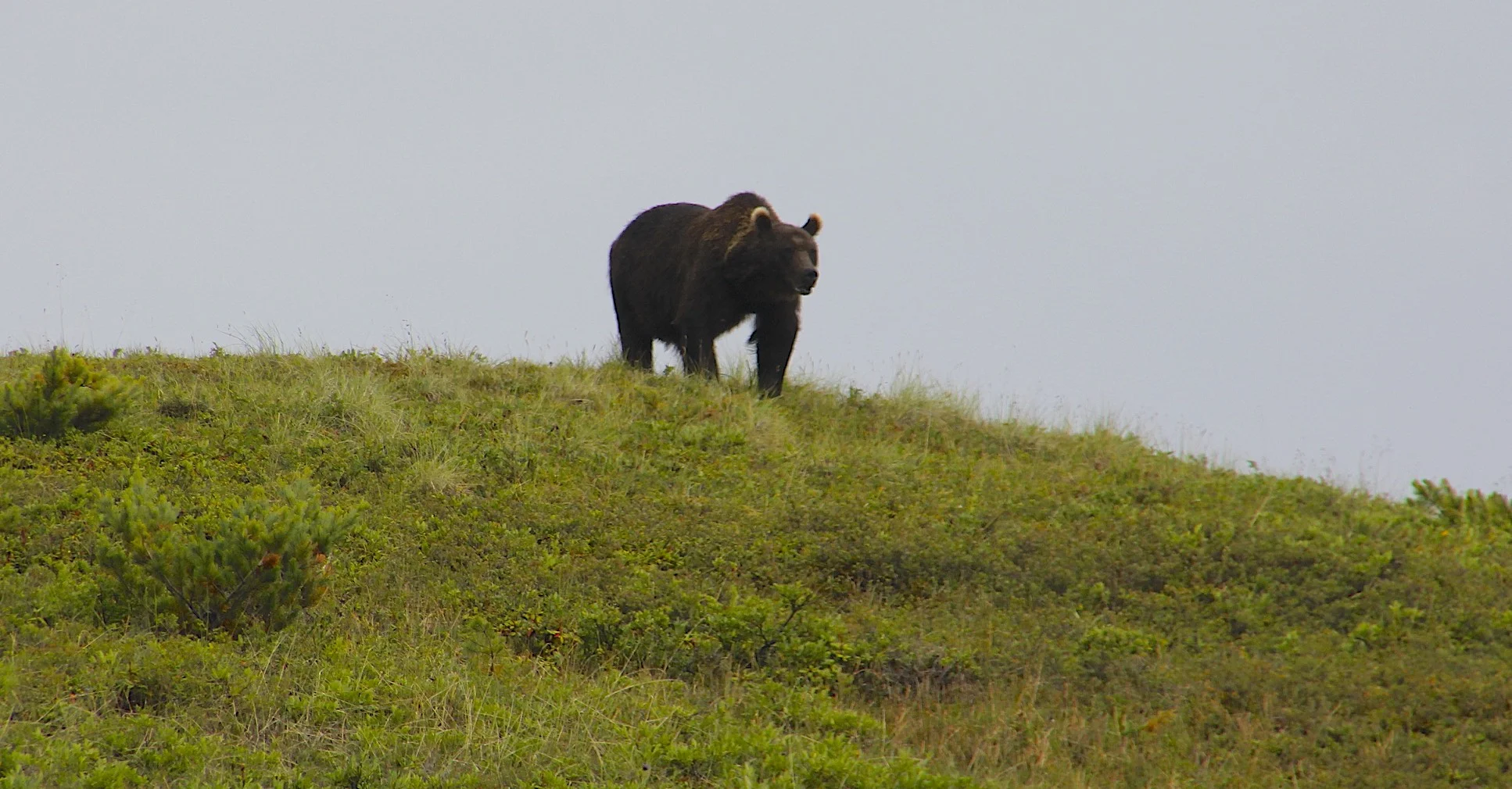 Bear encounter in Kamchatka wilderness