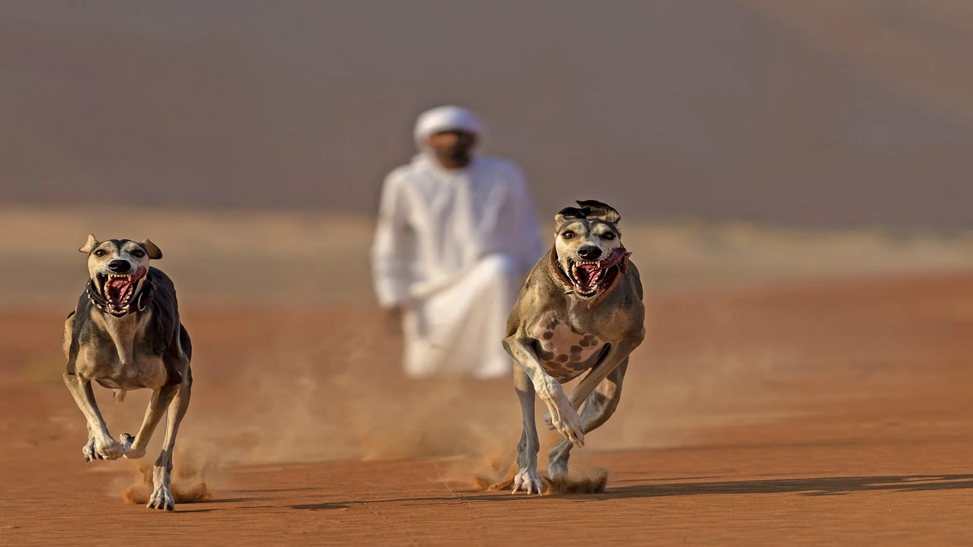 Salukis dog show demonstration.