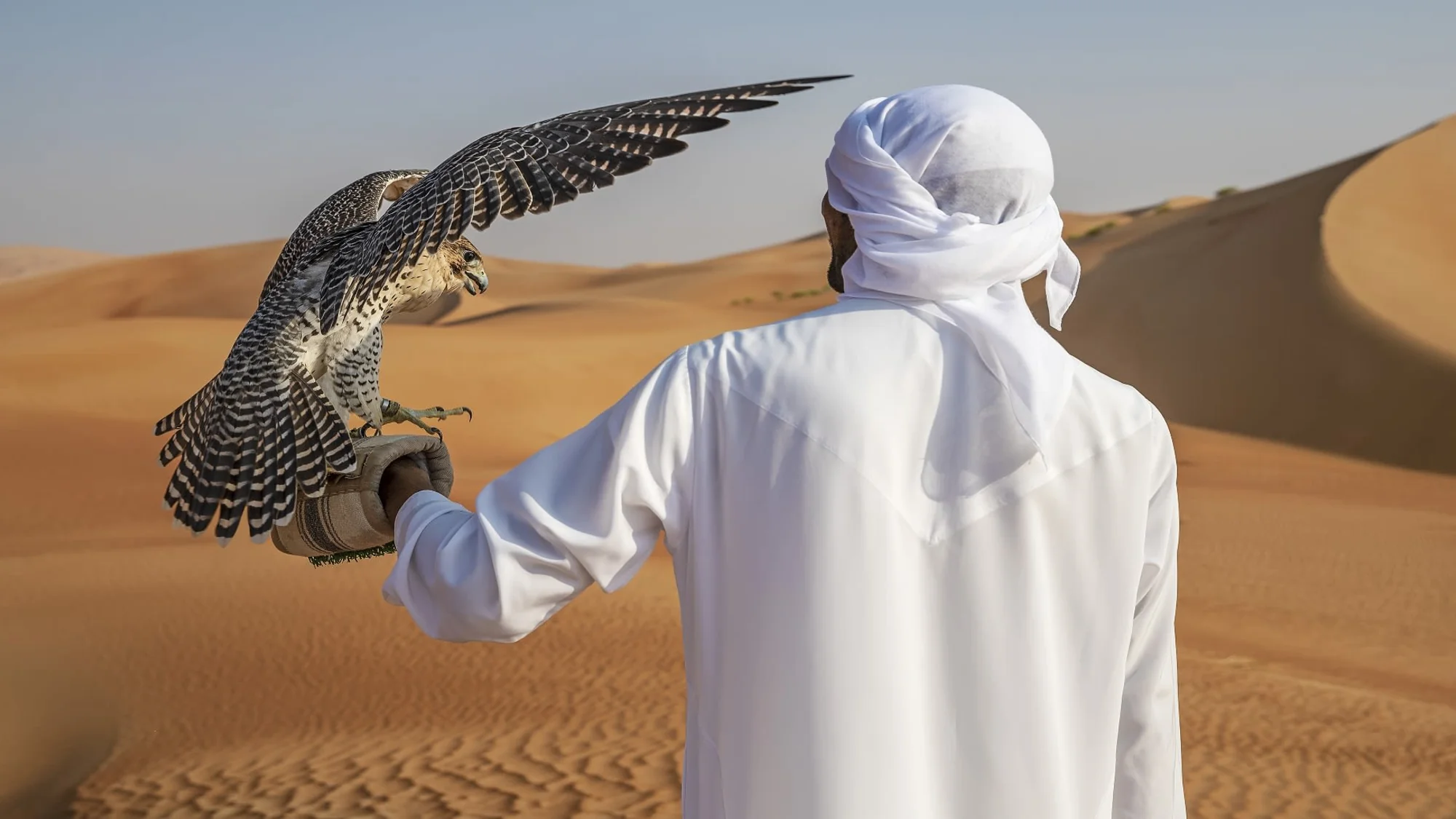 Falconry demonstration in the desert camp.