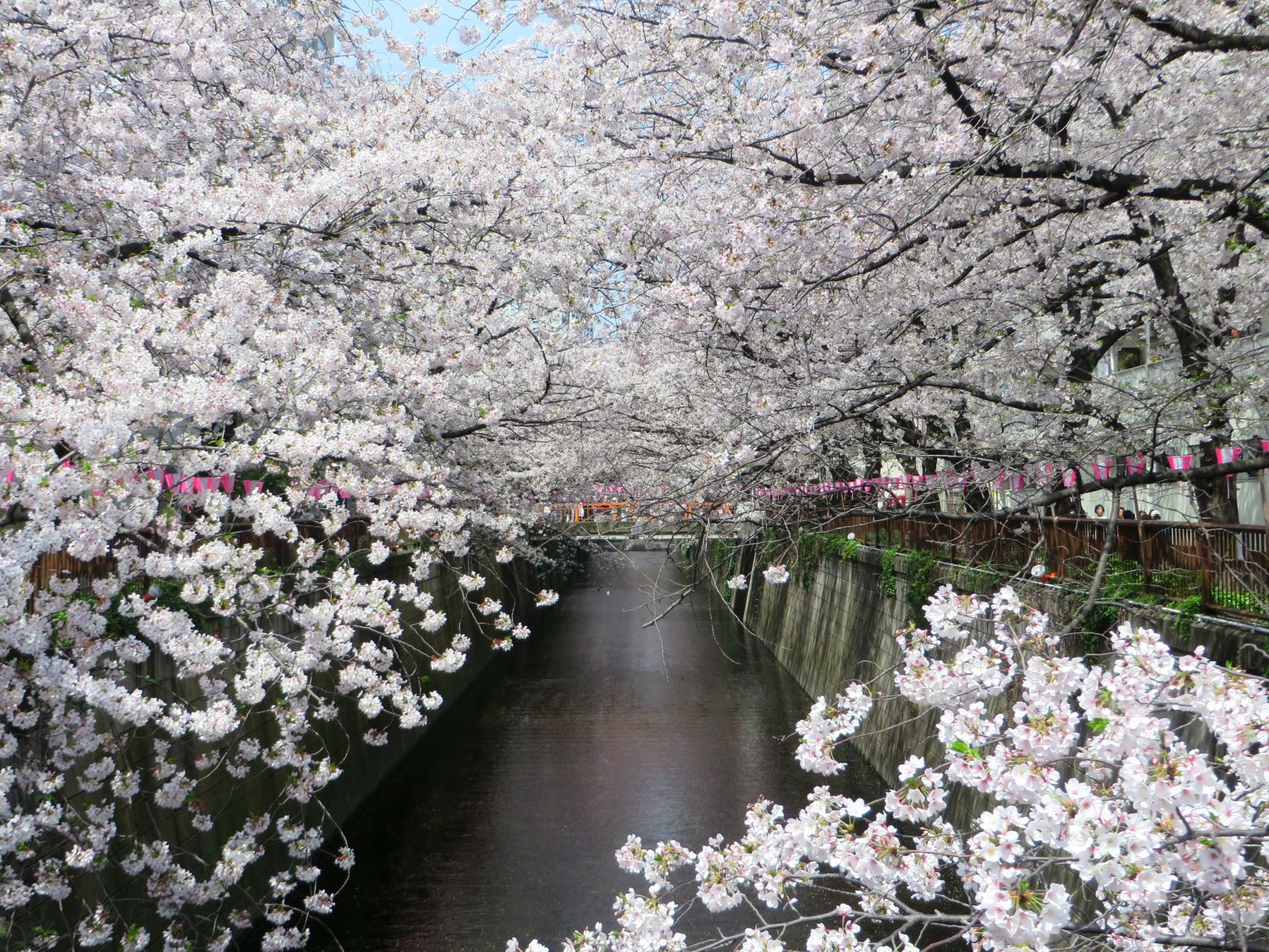 Japan cherry blossoms in spring