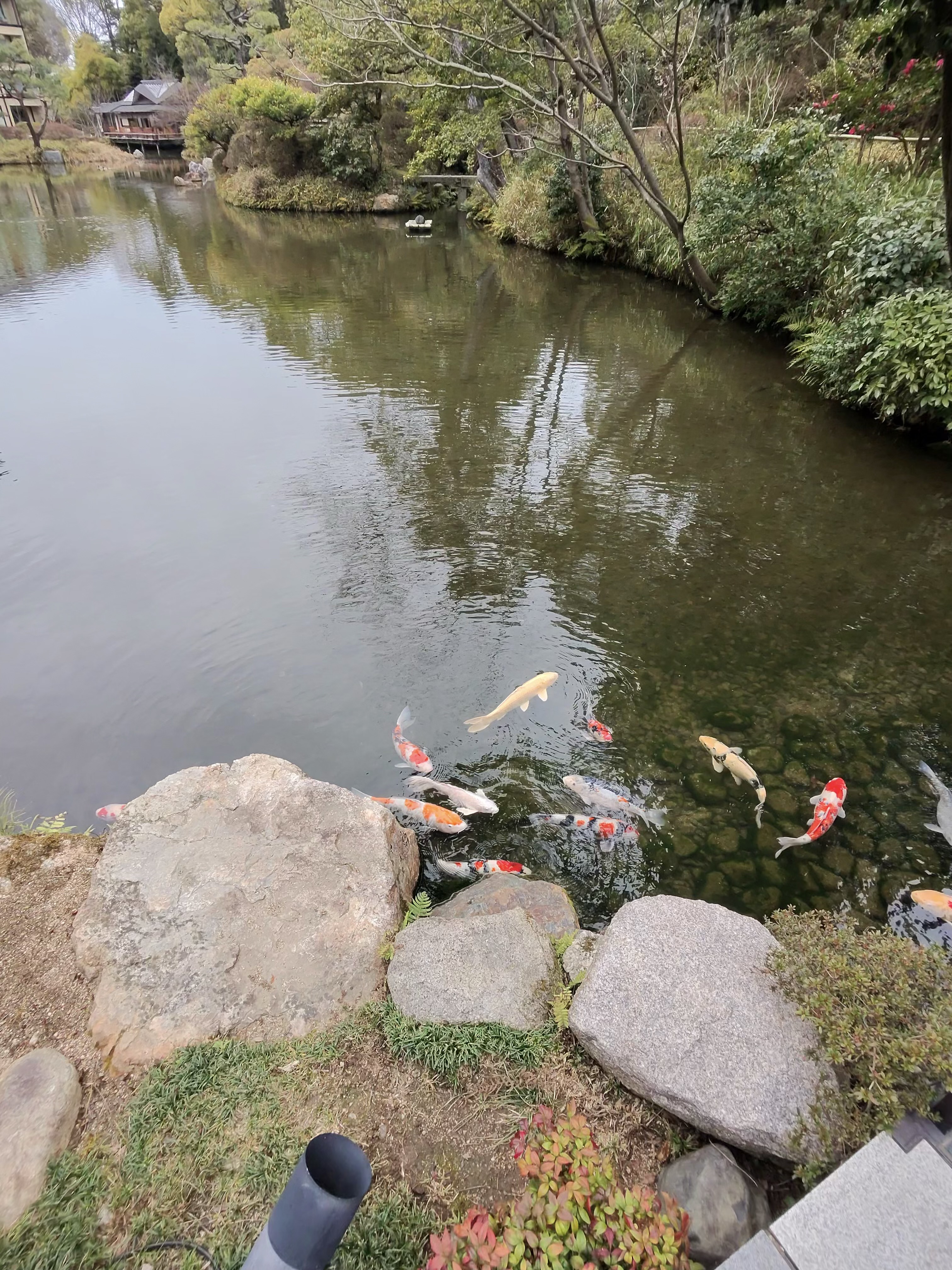 Colorful koi fish moving slowly beneath the surface of the Shakusui-en pond garden.
